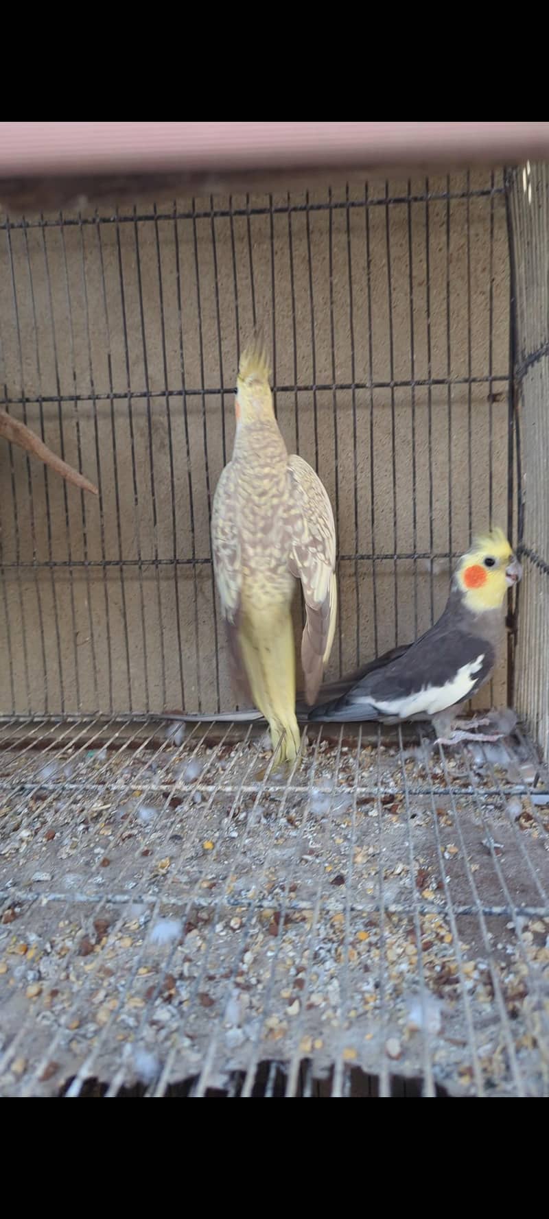 Cocktail pair 4