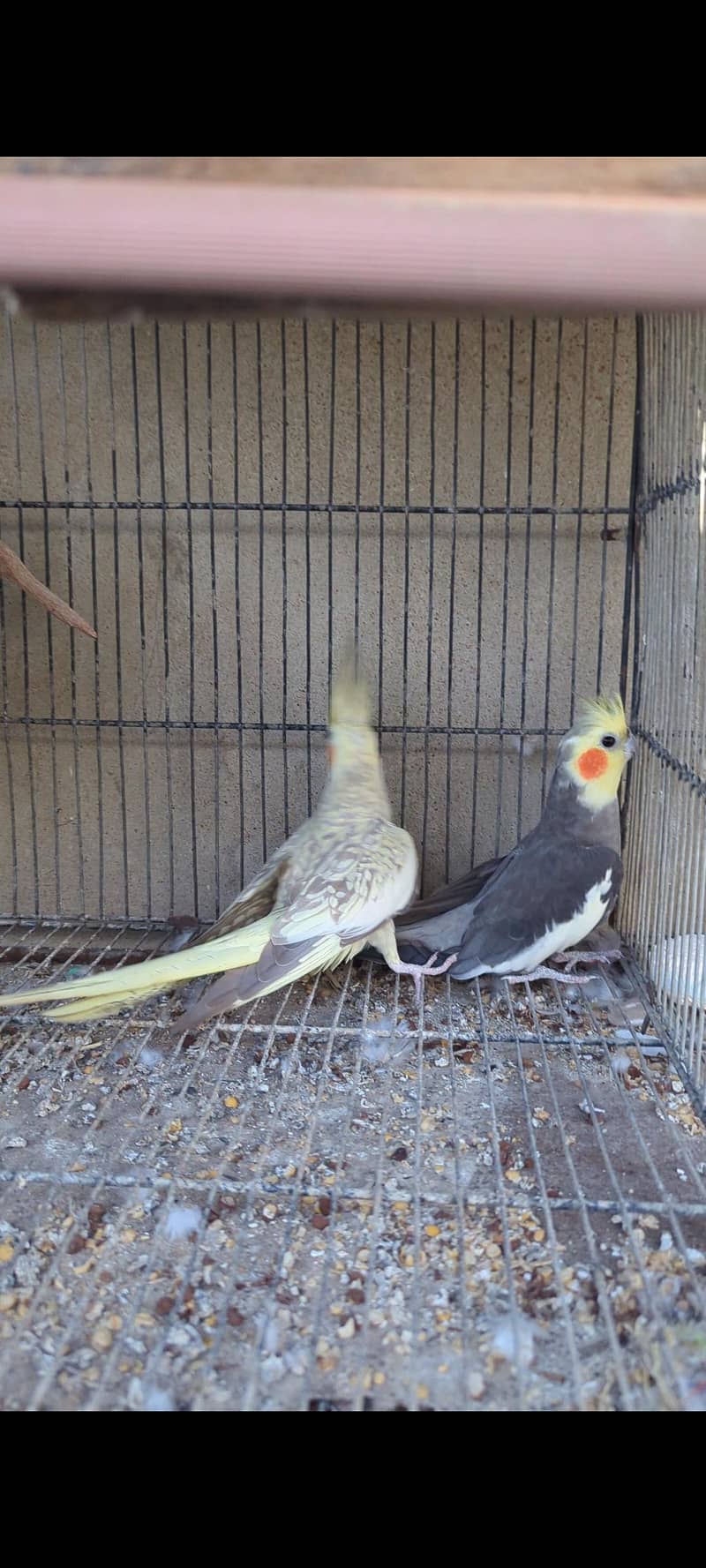 Cocktail pair 5