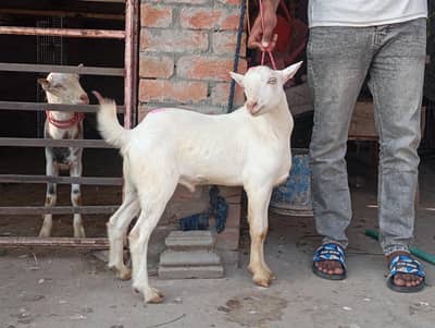 2 Tedda male