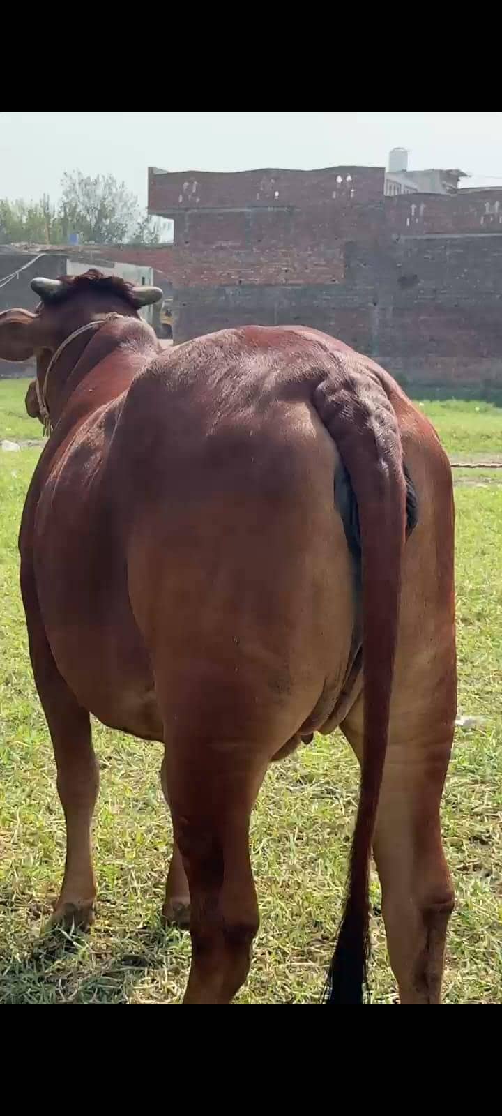 Sahiwal brahman Cow /Wachi / Bachri for sale 03065755801 - Cows ...