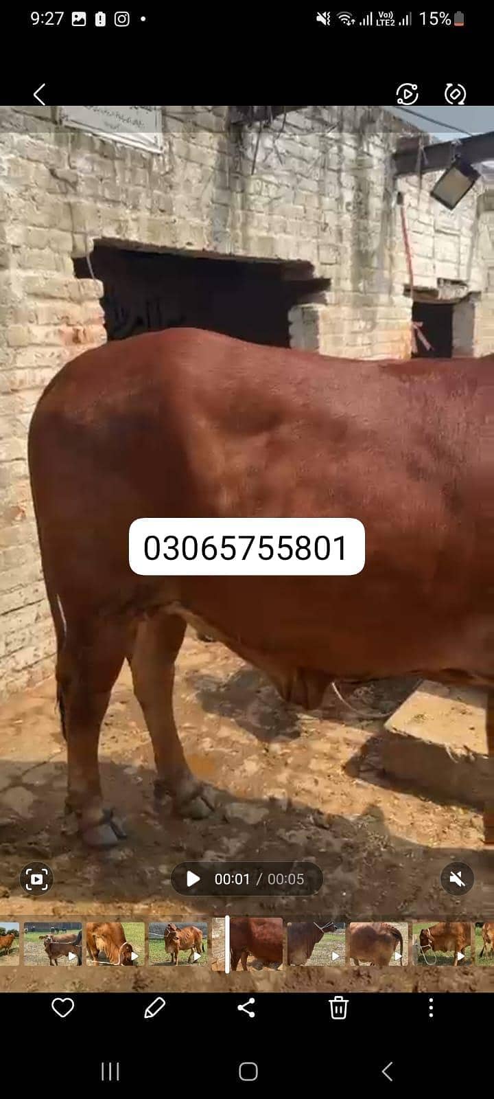 Sahiwal brahman Cow /Wachi / Bachri for sale 03065755801 - Cows ...
