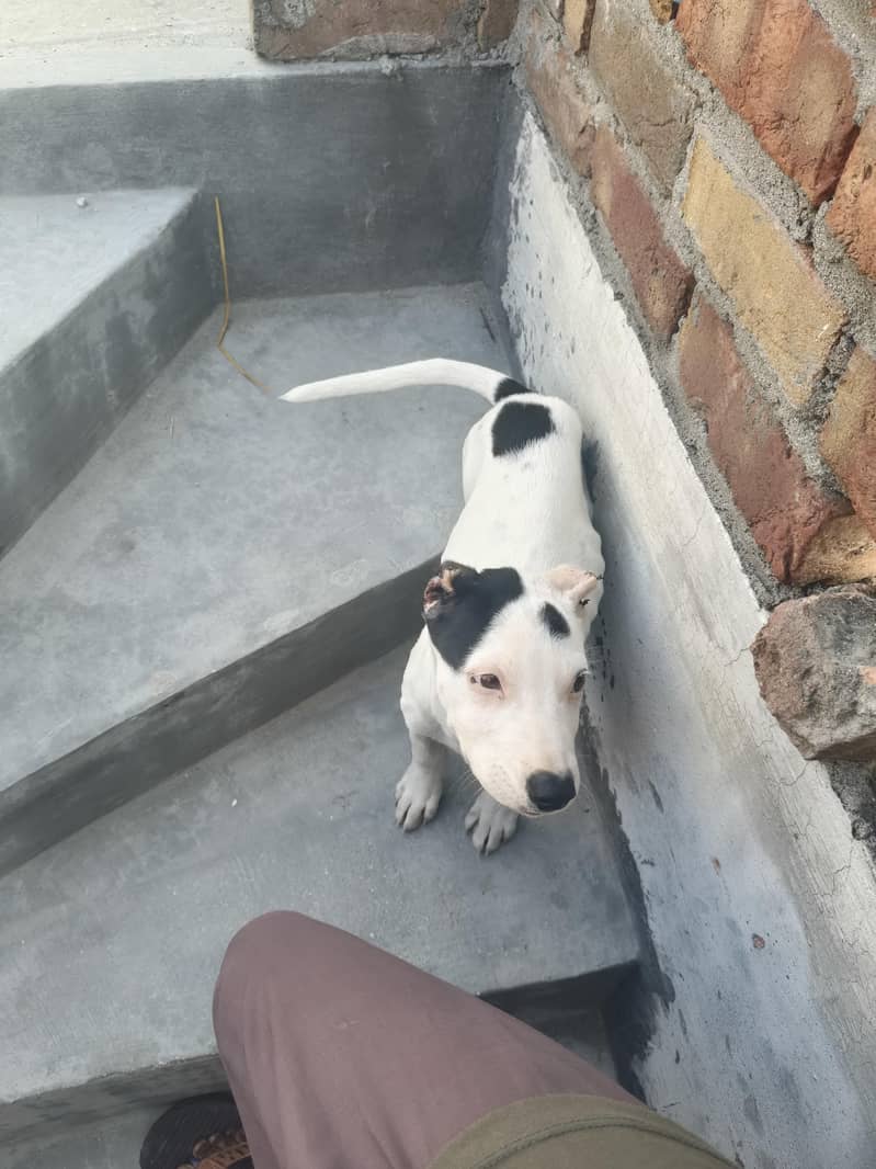 good dog security dog - Dogs - 1120923255