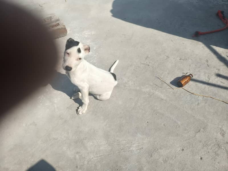 good dog security dog - Dogs - 1120923255