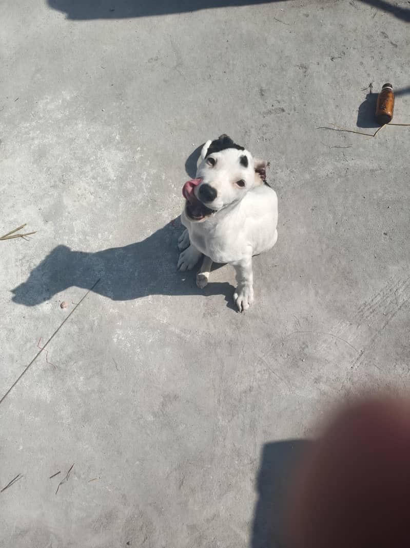 good dog security dog - Dogs - 1120923255