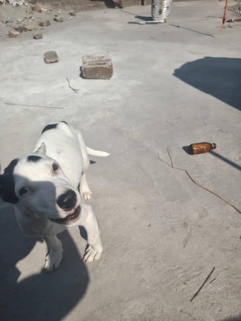 good dog security dog - Dogs - 1120923255