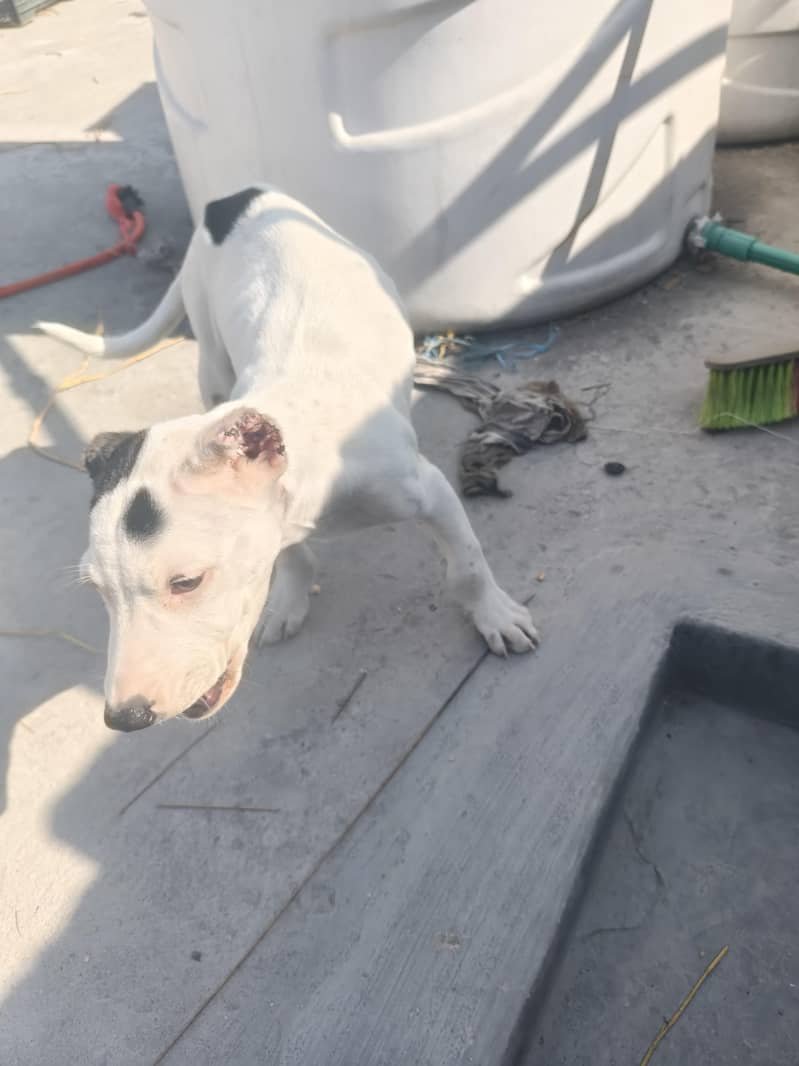 good dog security dog - Dogs - 1120923255