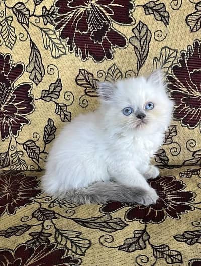 Persian kittens | Persian Cat | 3 Cote | Wtsp 03Í2me67+62Ö3Ï