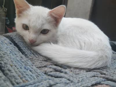 white cat home breed