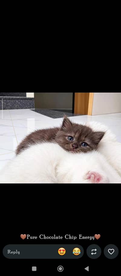 Choclate color Active age 35 days hairy tripple cout
