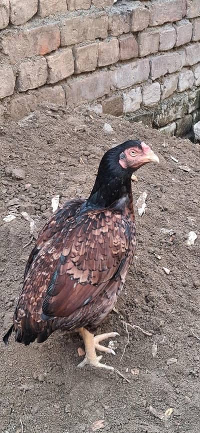 Qualita aseel madi