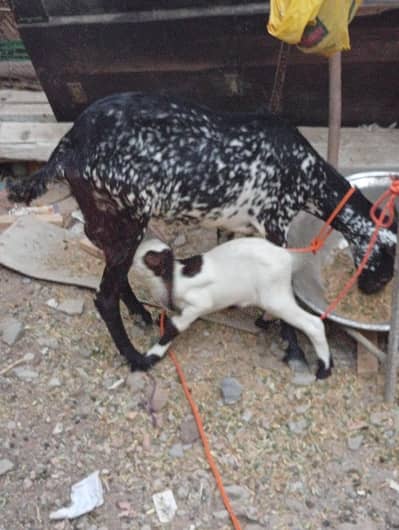 Teddy Makhi Cheeni Bakri with Kid White And Gulabi For Sale