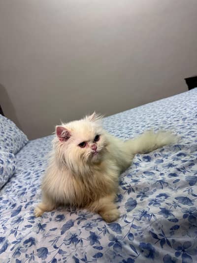 Persian Cat For Sale