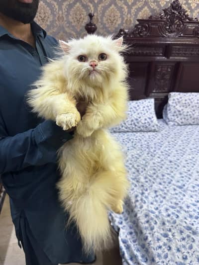 Persian Cat For Sale