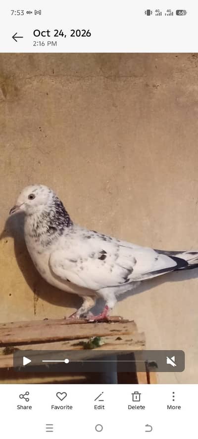 Kabotar for sale
