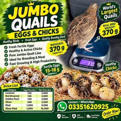 jumbo Quails breeder eggs and chicks