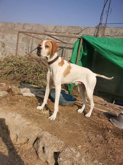 ENGLISH POINTER PROPER TRANDE