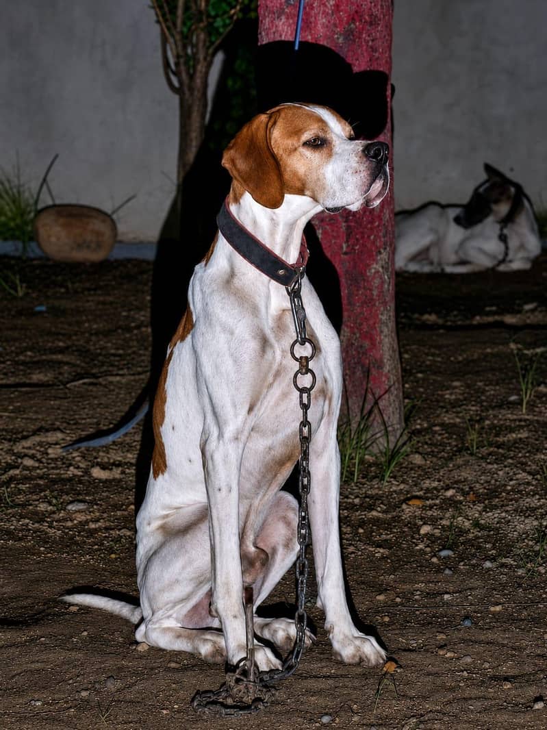 ENGLISH POINTER PROPER TRANDE 1