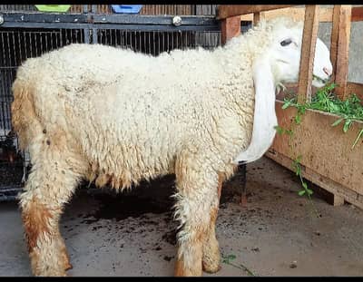 3 desi kajlay male for sale