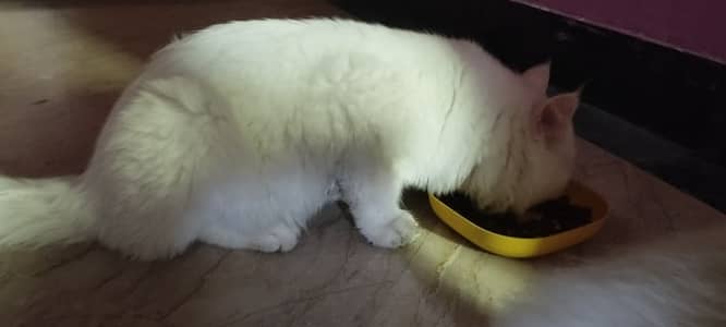 Pair Persian Male and Female Kitten 5 Months Old