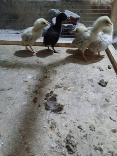 Urgent sale
