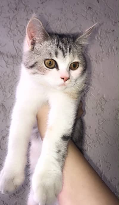 Persian cat in best quality double coat