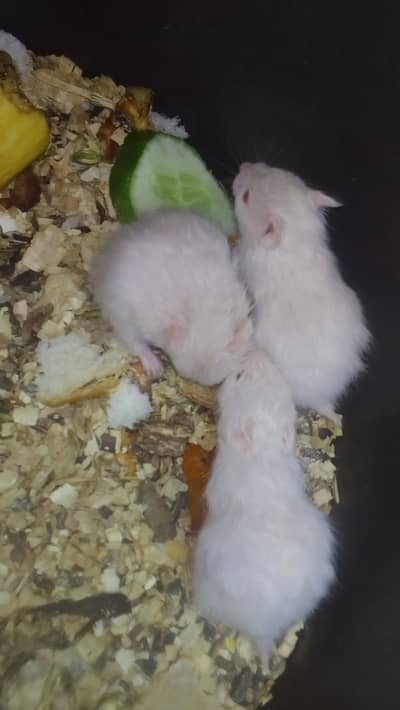 Hamster availabie
