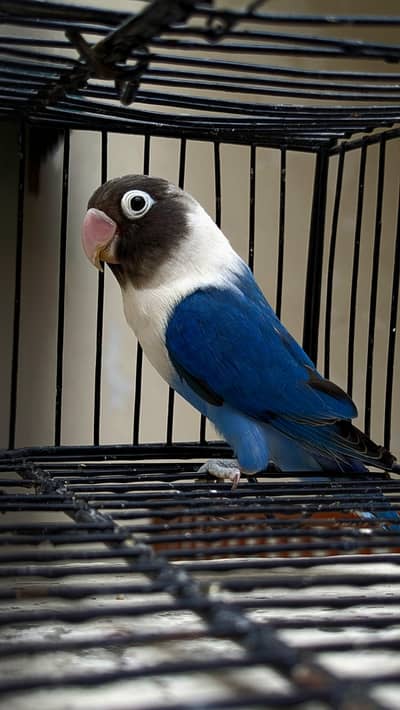 Lovebirds for sale