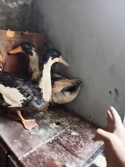 duck pair