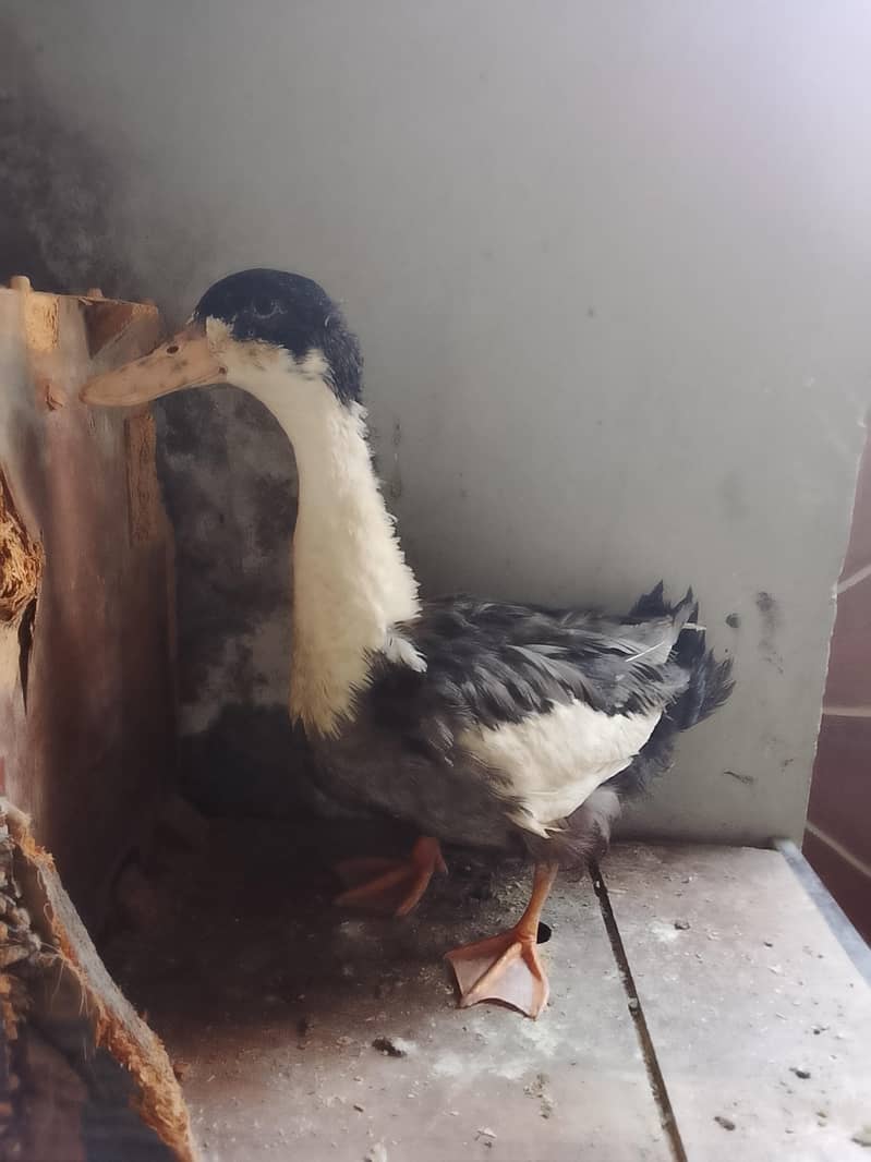 duck pair 2