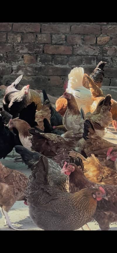 Pure desi hens