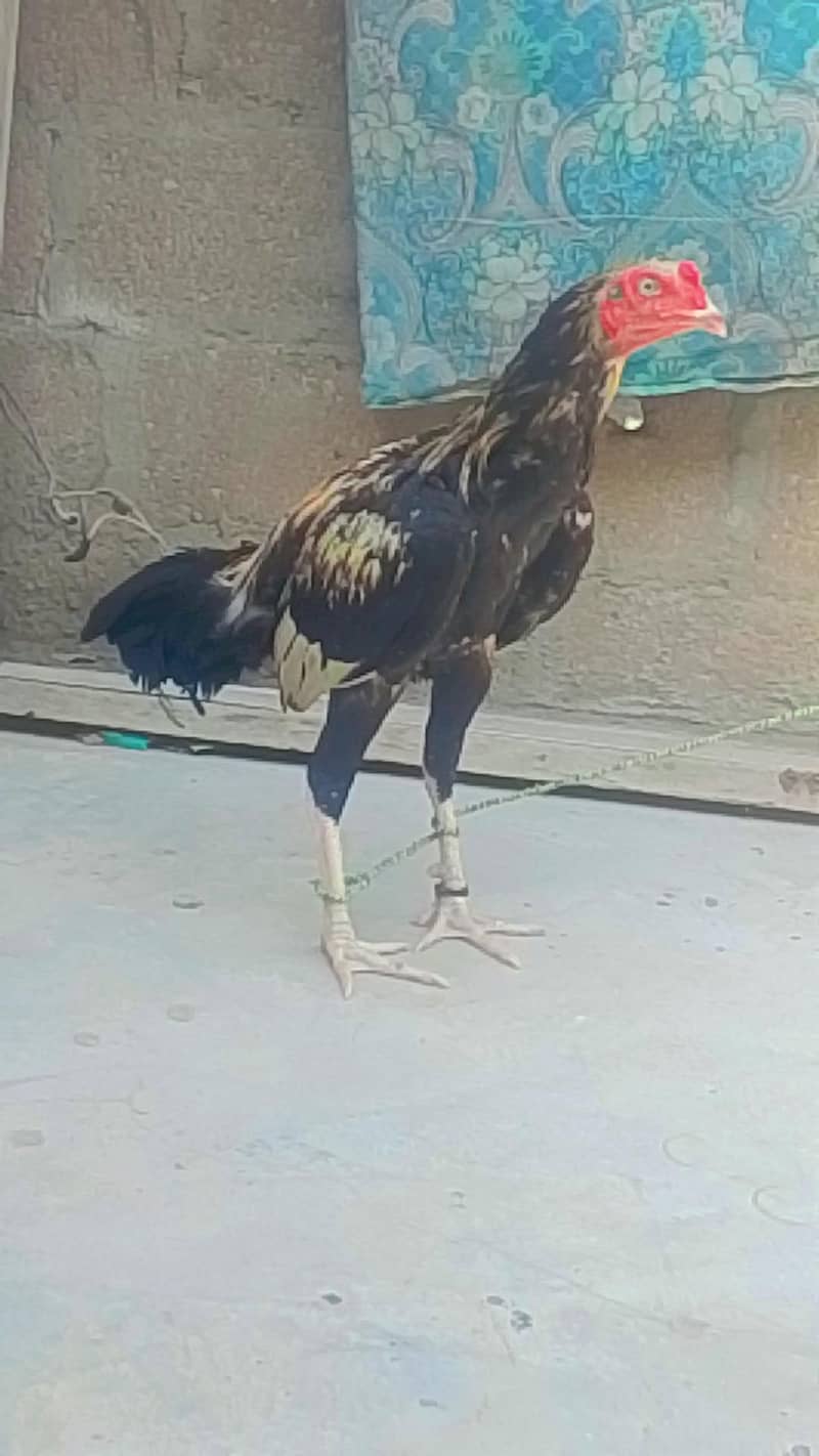aseel patha 0