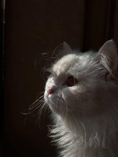 2.5 years male persian cat is for sale and exchange for a kitten