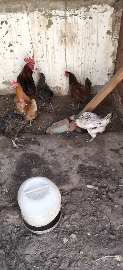 Hens female 5.1 male