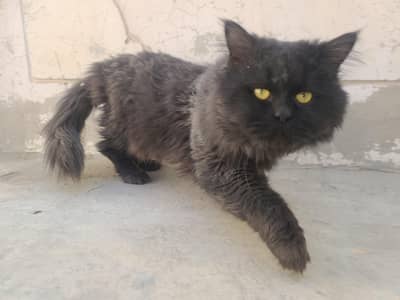 Black Persian Male Cat for Sale!