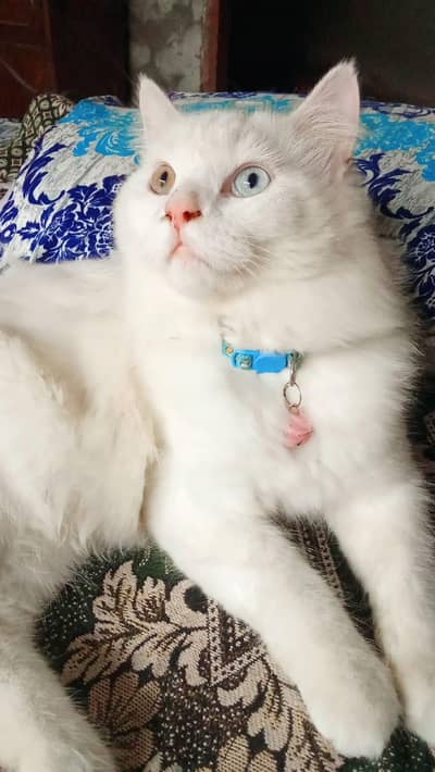 Persian male cat
