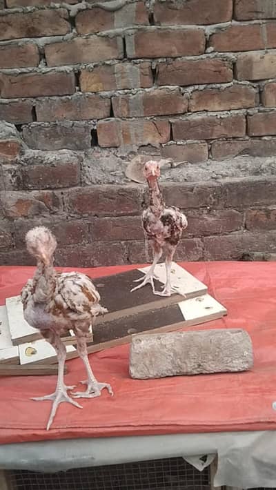 Aseel sindhi chicks