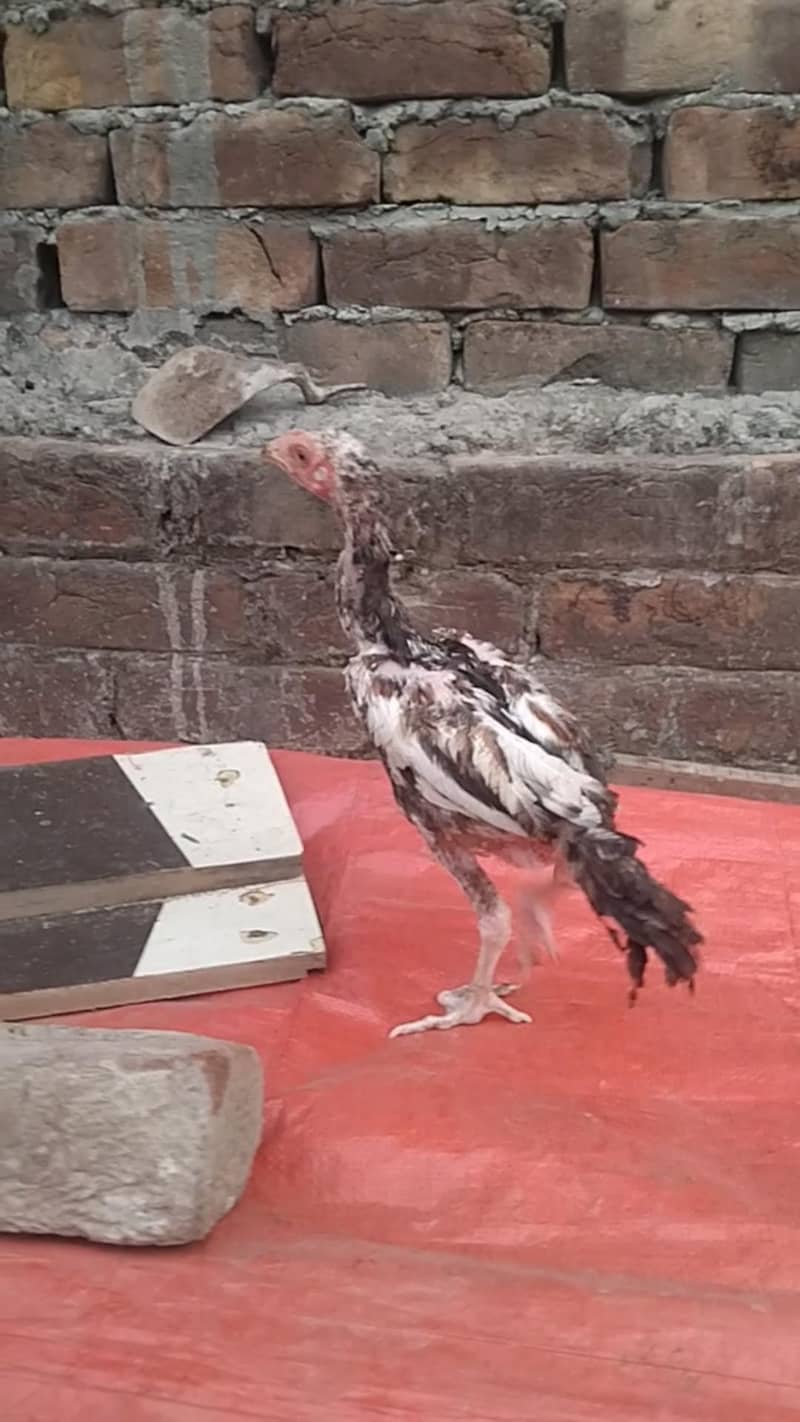 Aseel sindhi chicks 1