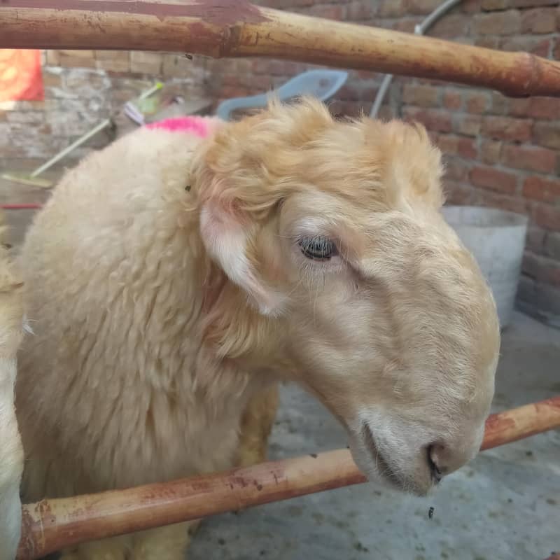 صحت مند اور خوبصورت منفعت چھترے برائے فروخت-  14 سے18۔  کلو 1