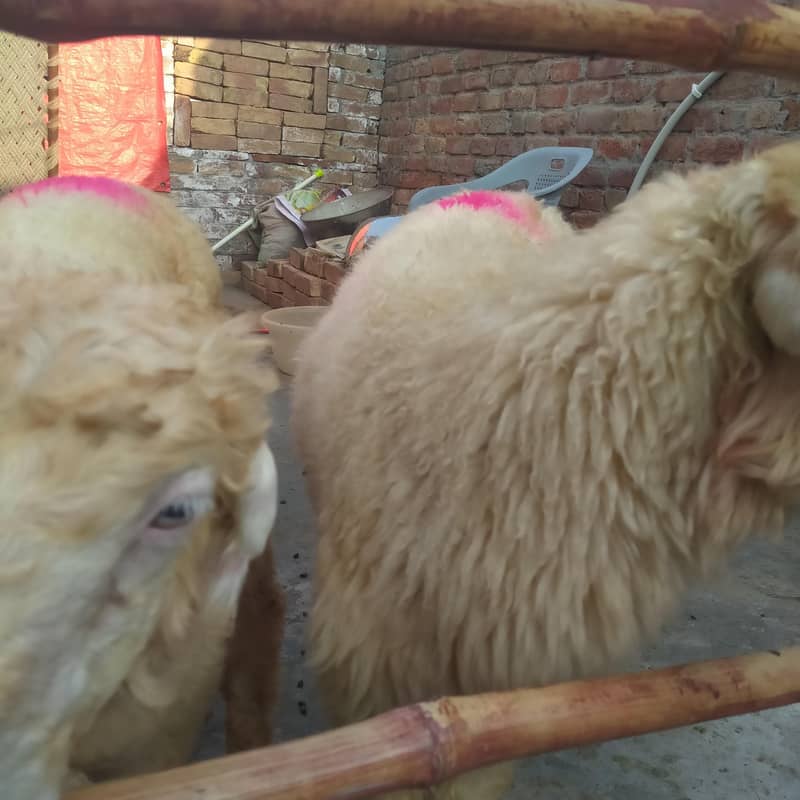 صحت مند اور خوبصورت منفعت چھترے برائے فروخت-  14 سے18۔  کلو 2