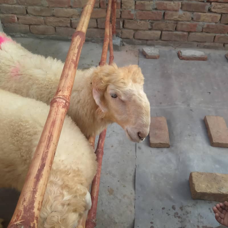 صحت مند اور خوبصورت منفعت چھترے برائے فروخت-  14 سے18۔  کلو 4