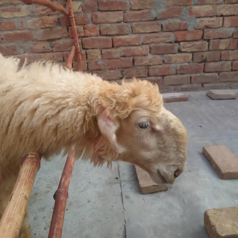 صحت مند اور خوبصورت منفعت چھترے برائے فروخت-  14 سے18۔  کلو 7