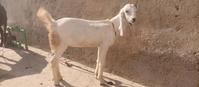 2 PURE DESI BEETAL + 1 MAKHI CHEENI AGE 6MONTH URGENT FOR SALE