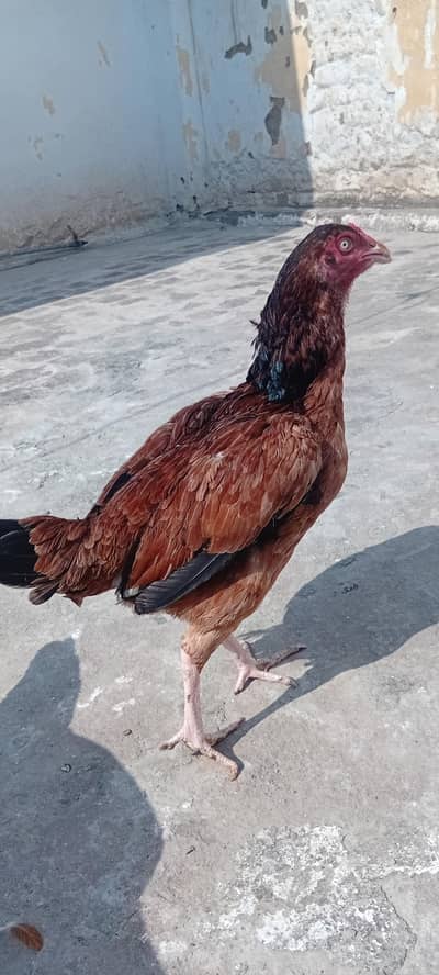 2 mianwali breed hens rate final