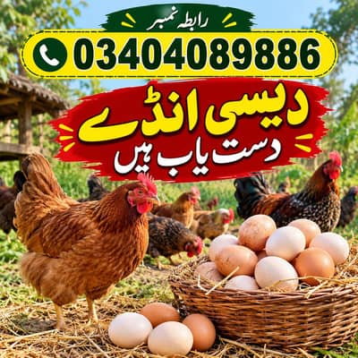 دیسی انڈے دستیاب ہے