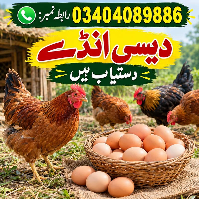دیسی انڈے دستیاب ہے 1