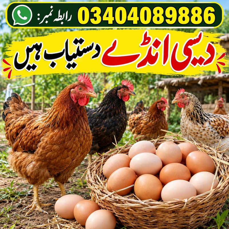 دیسی انڈے دستیاب ہے 2