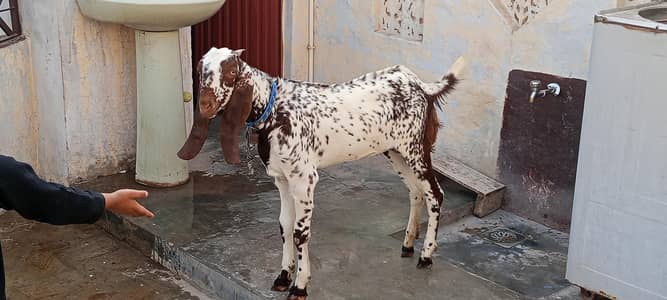 makhi chini barky