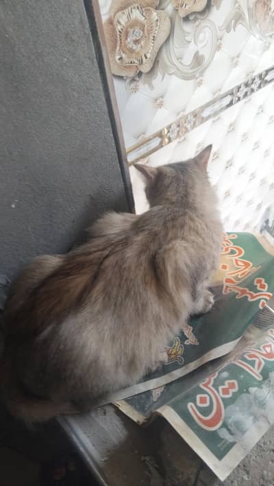 cat for sale kala gujran jhelum