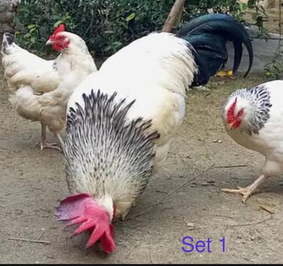 light Sussex 2 pairs. heritage breed 6 birds