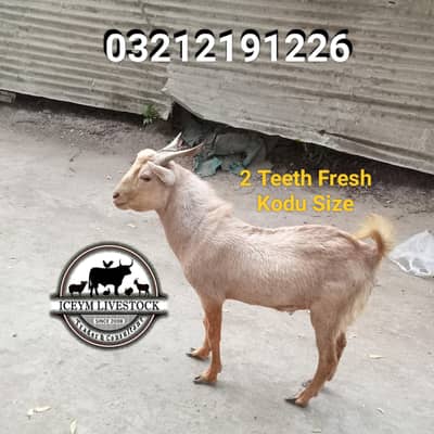 2 Dant Bakra small Kodu size